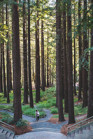 Berkeley Redwoods engagement